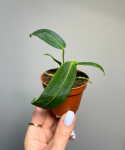 Anthurium warocqueanum