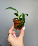 Anthurium warocqueanum