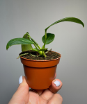 Anthurium warocqueanum