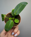 Anthurium warocqueanum