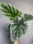 Alocasia Lukiwan