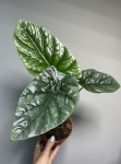 Alocasia Lukiwan