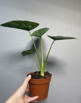 Alocasia Lukiwan