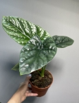 Alocasia Lukiwan