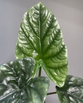 Alocasia Lukiwan