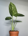 Alocasia Lukiwan