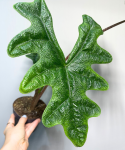 Alocasia Jacklyn - L