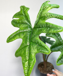 Alocasia Jacklyn - L
