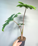 Alocasia Jacklyn - L