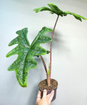 Alocasia Jacklyn - L