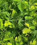 Mimosa pudica roślina wstydliwa