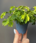 Mimosa pudica roślina wstydliwa