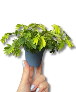Mimosa pudica "roślina wstydliwa"