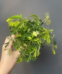 Mimosa pudica roślina wstydliwa