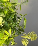 Mimosa pudica roślina wstydliwa
