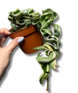 Hoya compacta variegata