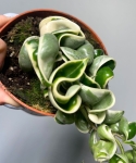 Hoya compacta variegata