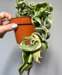 Hoya compacta variegata