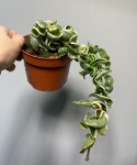 Hoya compacta variegata