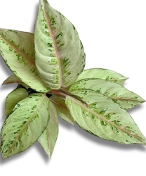 Aglaonema chartreuse pretty "Frozen"