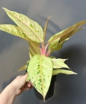 Aglaonema chartreuse pretty "Frozen"