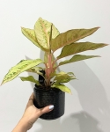 Aglaonema chartreuse pretty "Frozen"