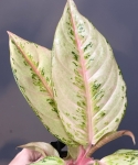 Aglaonema chartreuse pretty "Frozen"