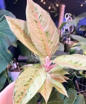 Aglaonema chartreuse pretty "Frozen"