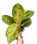 Aglaonema Rose Parakeet