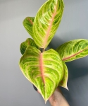 Aglaonema Rose Parakeet