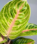 Aglaonema Rose Parakeet