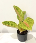 Aglaonema Rose Parakeet