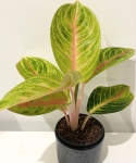 Aglaonema Rose Parakeet