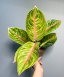Aglaonema Rose Parakeet