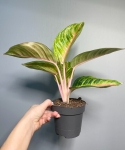Aglaonema Rose Parakeet