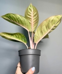 Aglaonema Rose Parakeet