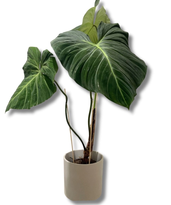 Philodendron rubrijuvenile "El Choco Red" XXL