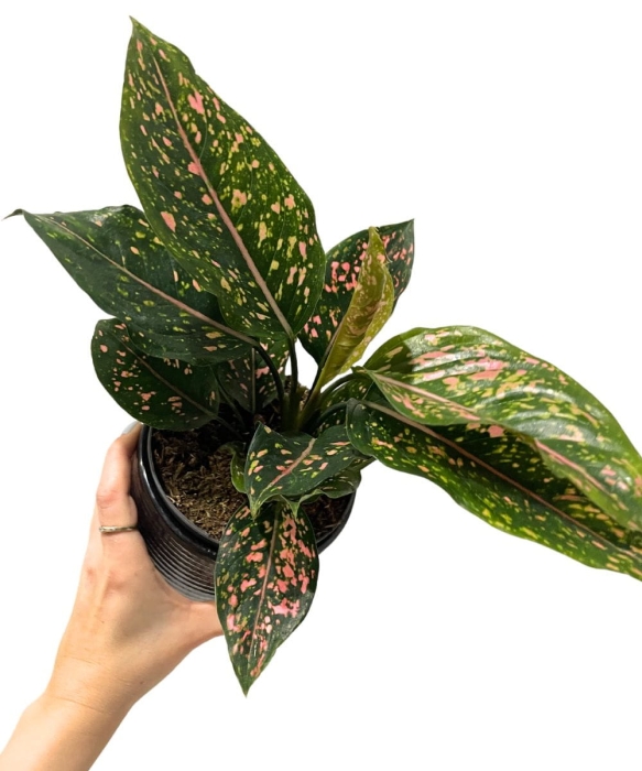 Aglaonema Pink Leopard