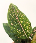 Aglaonema Pink Leopard