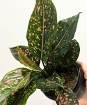 Aglaonema Pink Leopard