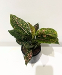 Aglaonema Pink Leopard