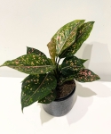 Aglaonema Pink Leopard