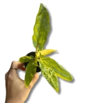 Alocasia lauterbachiana Aurea Variegata