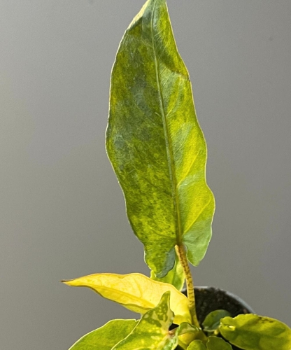 Alocasia lauterbachiana Aurea Variegata