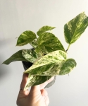 Epipremnum Snow Queen M