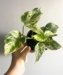 Epipremnum Snow Queen M