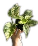 Epipremnum Snow Queen M
