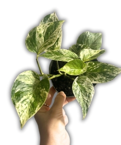 Epipremnum Snow Queen  