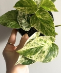 Epipremnum Snow Queen M