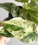 Epipremnum Snow Queen M